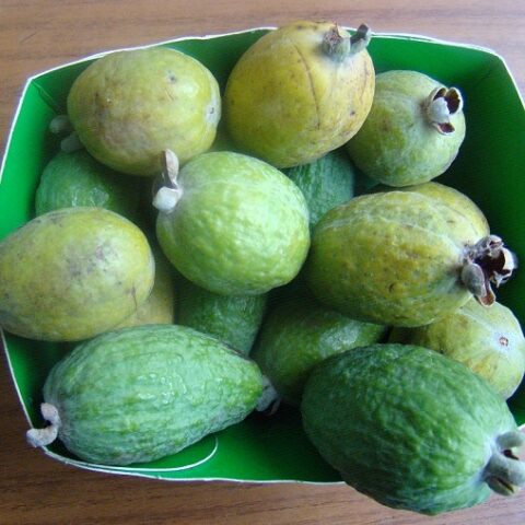 Acca sellowiana "Semis" (Feijoa - Guayabo del Brasile) [Vaso 19cm]