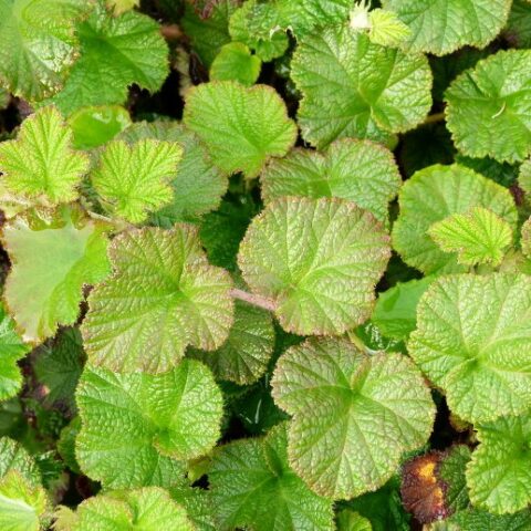 Rubus "Betty Ashburner" [Vaso 18cm]