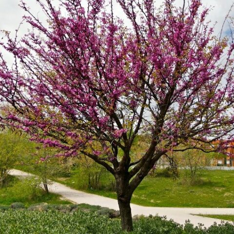 Cercis siliquastrum - alberello [H. 150-180 cm.]