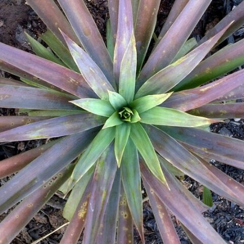 Yucca aloifolia "Purpurea" [Vaso 18cm]