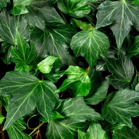 Hedera helix "Green Ripple" (Edera) [Vaso 14cm]