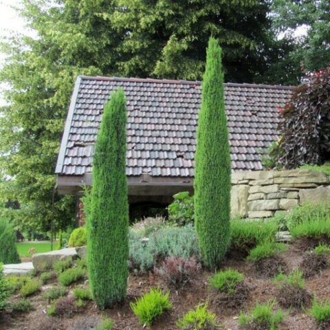 Juniperus communis "Sentinel" (Ginepro comune) [Vaso 26cm | H. 140 cm.]