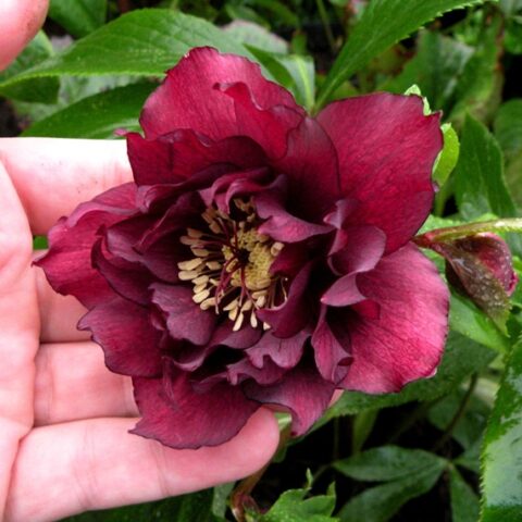 Helleborus orientalis"Double Hellen Red" (Rosa Quaresimale) [Vaso 18cm]