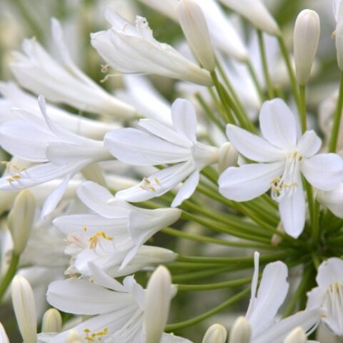 Agapanthus "Bridal Bouquet" (Agapanto) [Vaso 18cm]