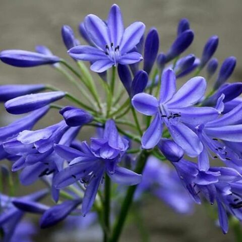 Agapanthus "Lapis Lazuli" (Agapanto) [Vaso 18cm]