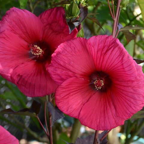 Hibiscus moscheutos "Planet Griotte" (Ibisco) [Vaso 18cm]
