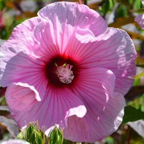 Hibiscus moscheutos "Planet Solene" (Ibisco) [Vaso 18cm]