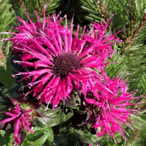 Monarda didyma "Pink Spider" [Vaso 18cm]