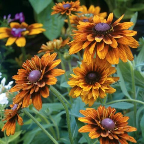 Rudbeckia hirta "Cherokee Sunset" [Vaso 18cm]