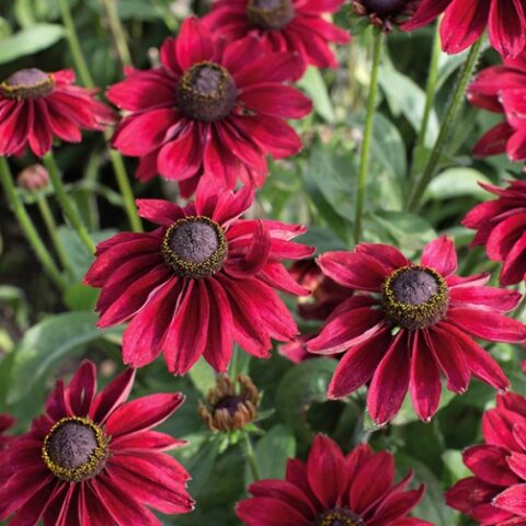 Rudbeckia hirta "Cherry Brandy" [Vaso 18cm]