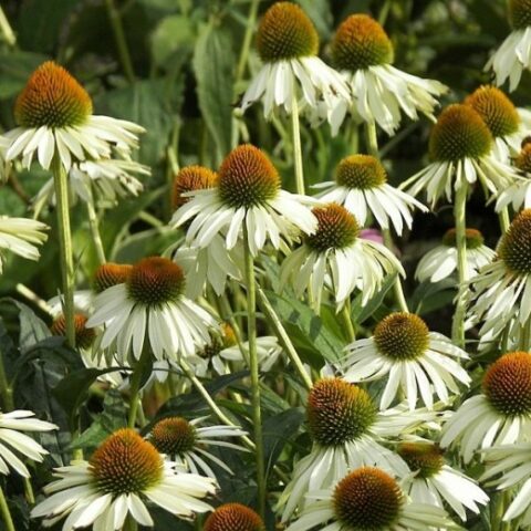 Echinacea purpurea "Alaska" [Vaso 20cm]