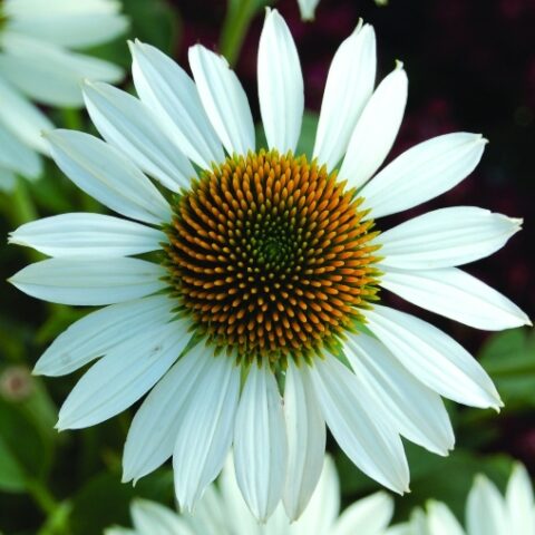 Echinacea purpurea "Avalanche" [Vaso 18cm]