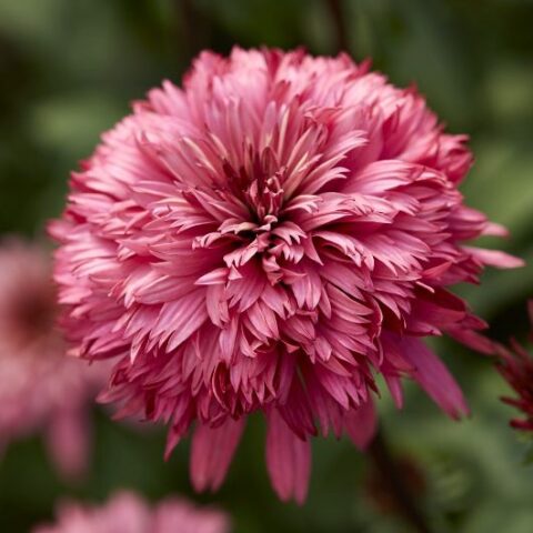 Echinacea purpurea "Blackberry Truffle" [Vaso 20cm]