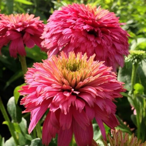 Echinacea purpurea "Bon-Bon" [Vaso 20cm]