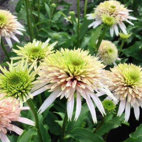 Echinacea purpurea "Cherry Fluff" [Vaso 20cm]