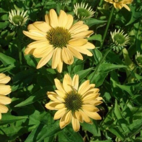 Echinacea purpurea "Chiquita" [Vaso 20cm]