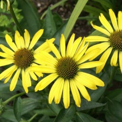 Echinacea purpurea "Cleopatra" [Vaso 20cm]
