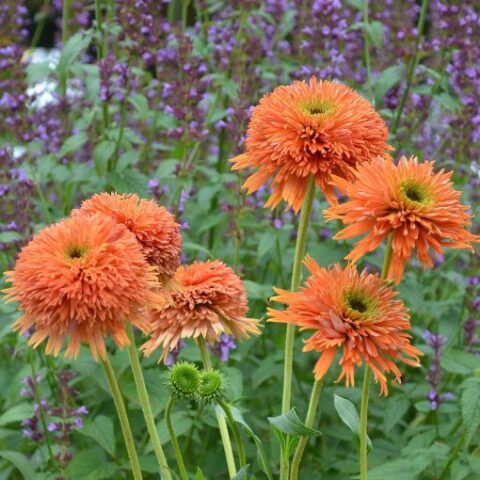 Echinacea purpurea "Colorburst Orange" [Vaso 20cm]