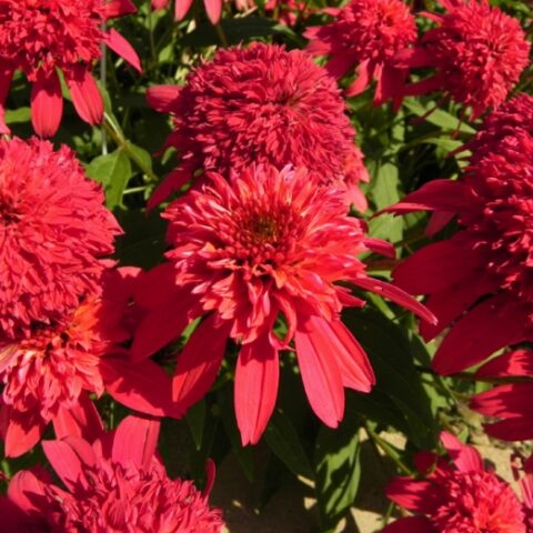 Echinacea purpurea "Cupcake" [Vaso 20cm]