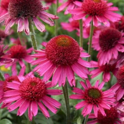 Echinacea purpurea "Delicious Candy" [Vaso 20cm]