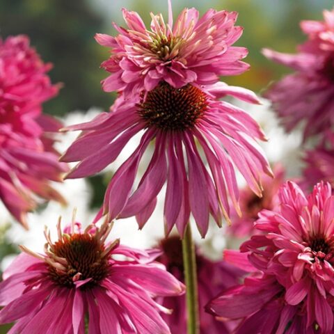 Echinacea purpurea "Double Decker" [Vaso 20cm]