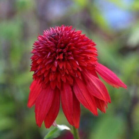 Echinacea purpurea "Eccentric" [Vaso 20cm]