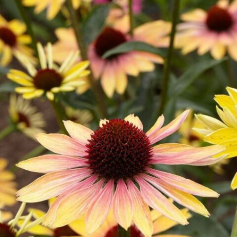 Echinacea purpurea "Evening Glow" [Vaso 20cm]