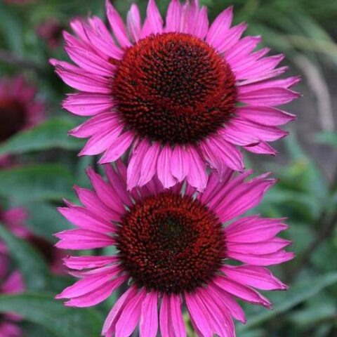 Echinacea purpurea "Fatal Attraction" [Vaso 20cm]