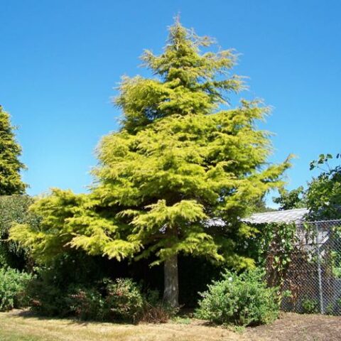 Cedrus deodara "Aurea" [H. 60-70 cm.]