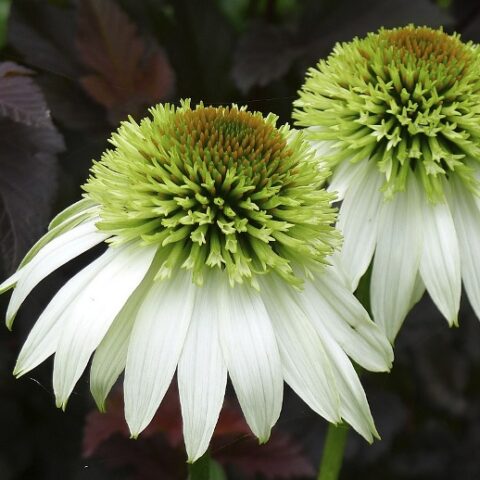 Echinacea purpurea "Ferris Wheel" [Vaso 20cm]