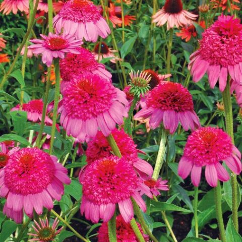 Echinacea purpurea "Gum Drop" [Vaso 20cm]