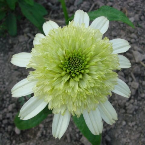 Echinacea purpurea "Honeydew" [Vaso 20cm]