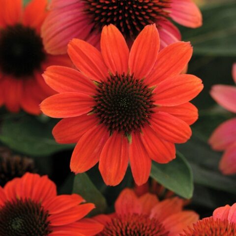 Echinacea purpurea "Hot Coral" [Vaso 20cm]