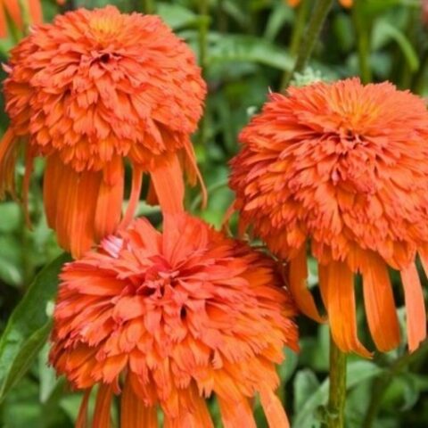 Echinacea purpurea "Intermezzo" [Vaso 20cm]