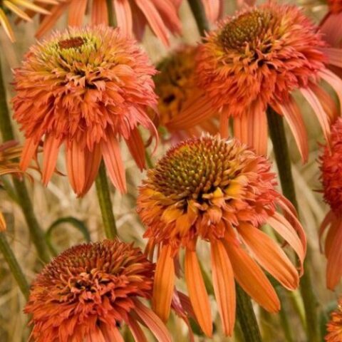 Echinacea purpurea "Irresistible" [Vaso 20cm]
