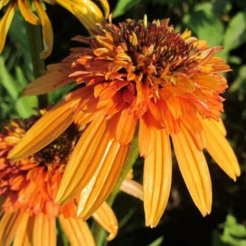 Echinacea purpurea "Marmalade" [Vaso 5 Litri]