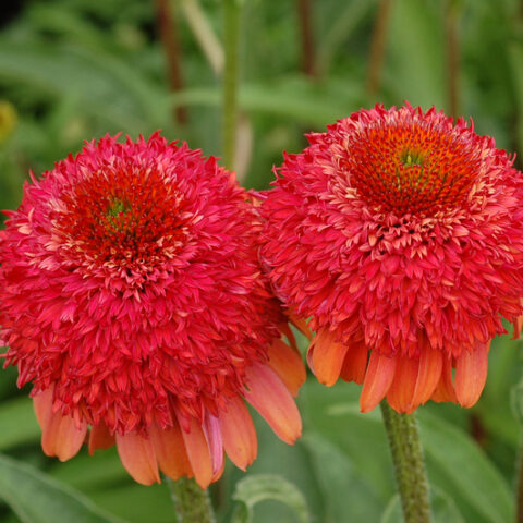 Echinacea purpurea "Meteor Red" [Vaso 20cm]