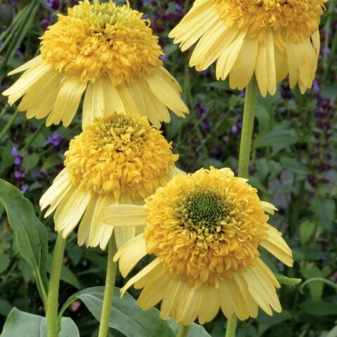 Echinacea purpurea "Meteor Yellow" [Vaso 20cm]