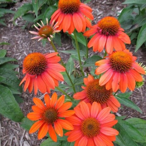 Echinacea purpurea "Sombrero Adobe Orange" [Vaso 6 Litri]