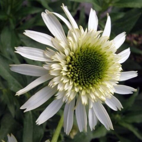 Echinacea "Puff Vanilla" [Vaso 18cm]