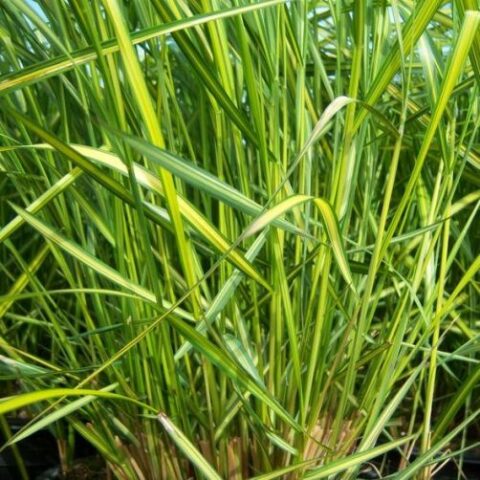 Calamagrostis x acutiflora "Eldorado" [Vaso 24cm]