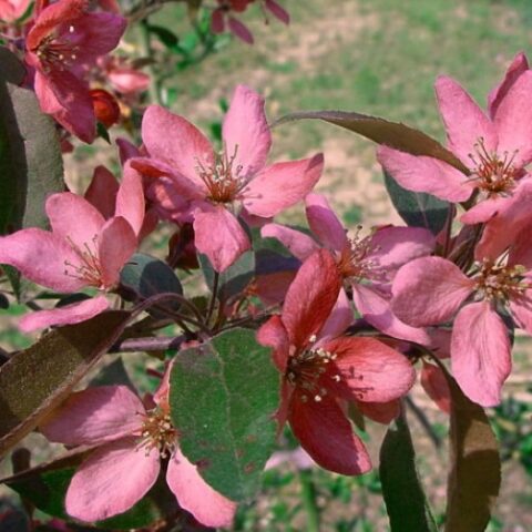 Malus "Diable Rouge" (Red Devil) (Melo da fiore) [Vaso 18cm]
