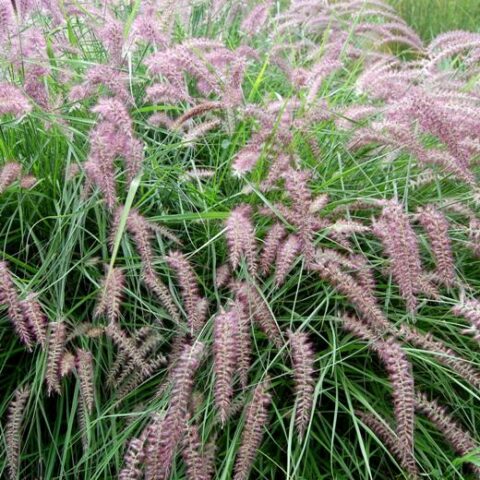 Pennisetum alopecuroides "Karley Rose" [Vaso 18cm]