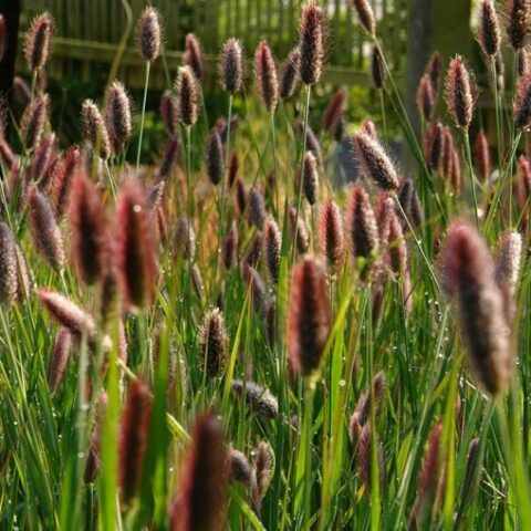Pennisetum alopecuroides "Red Bunny Tail's" [Vaso 17cm]