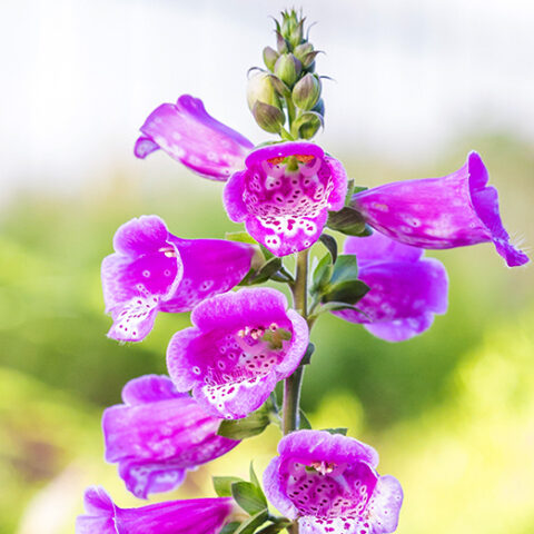 Digitalis purpurea "Dalmatian Purple" [Vaso 19cm]