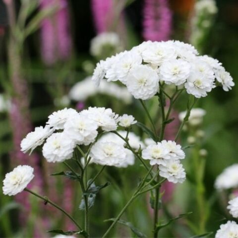 Achillea ptarmica "Perry's White" [Vaso 18cm]