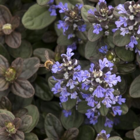 Ajuga reptans "Chocolate Chip" [Vaso 18cm]