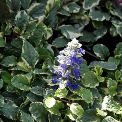 Ajuga reptans "Variegata" [Vaso 8/10cm]