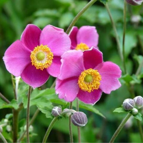 Anemone x hybrida "Rosenschale"