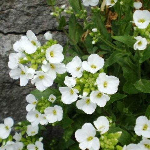 Arabis caucasica compacta "Schneehaube" [Vaso 8/10cm]